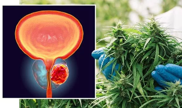 Prostate Cancer: Early data suggest medicinal cannabis could treat the deadly disease